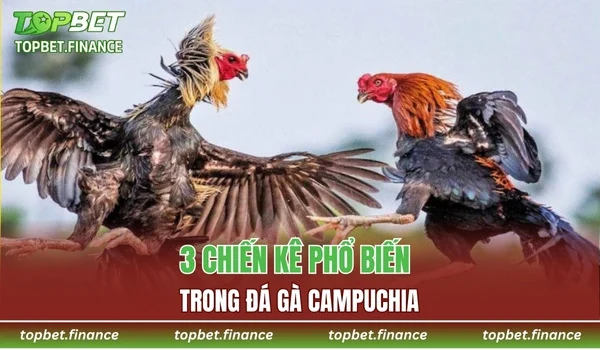 3 chiến kê phổ biến trong đá gà Campuchia