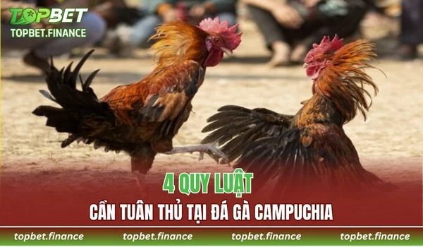 4 quy luật cần tuân thủ tại đá gà Campuchia
