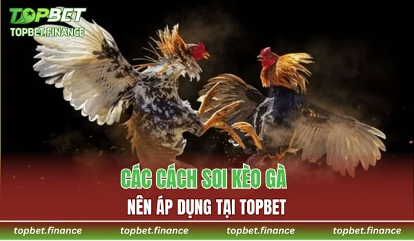 Các cách soi kèo gà nên áp dụng tại TOPBET