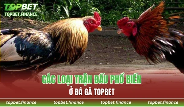 Các loại trận đấu phổ biến ở Đá gà TOPBET