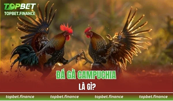 Đá gà Campuchia là gì?