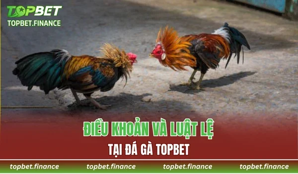 Điều khoản và luật lệ tại Đá gà TOPBET