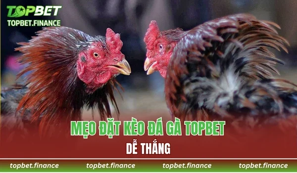 Mẹo đặt kèo Đá gà TOPBET dễ thắng