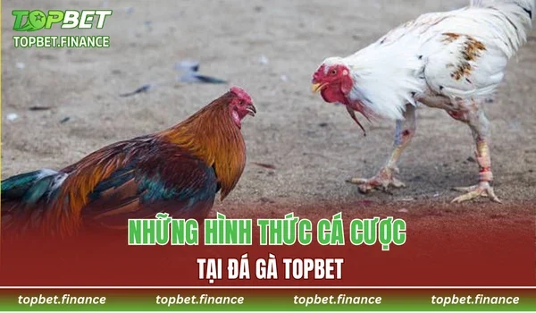 Những hình thức cá cược tại Đá gà TOPBET