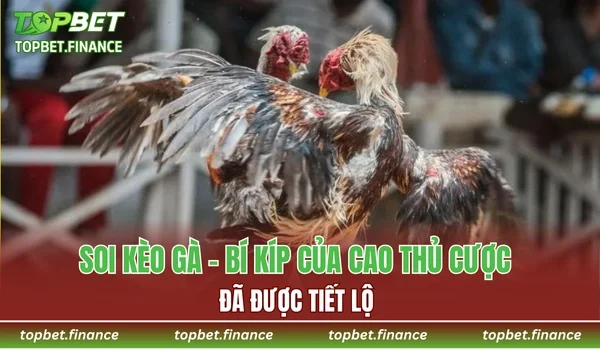 Soi Kèo Gà