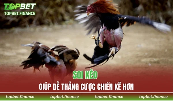 Soi kèo giúp dễ thắng cược chiến kê hơn